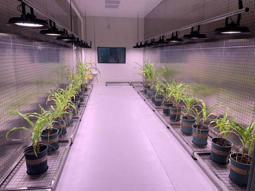 walk in plant growth room