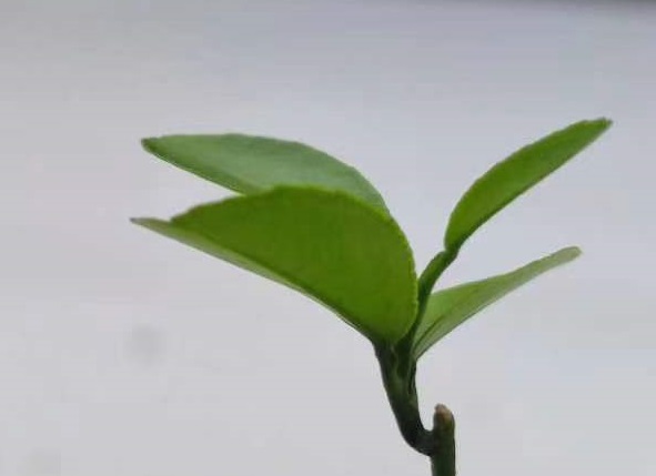 controlled environment solutions for scientific research​ img