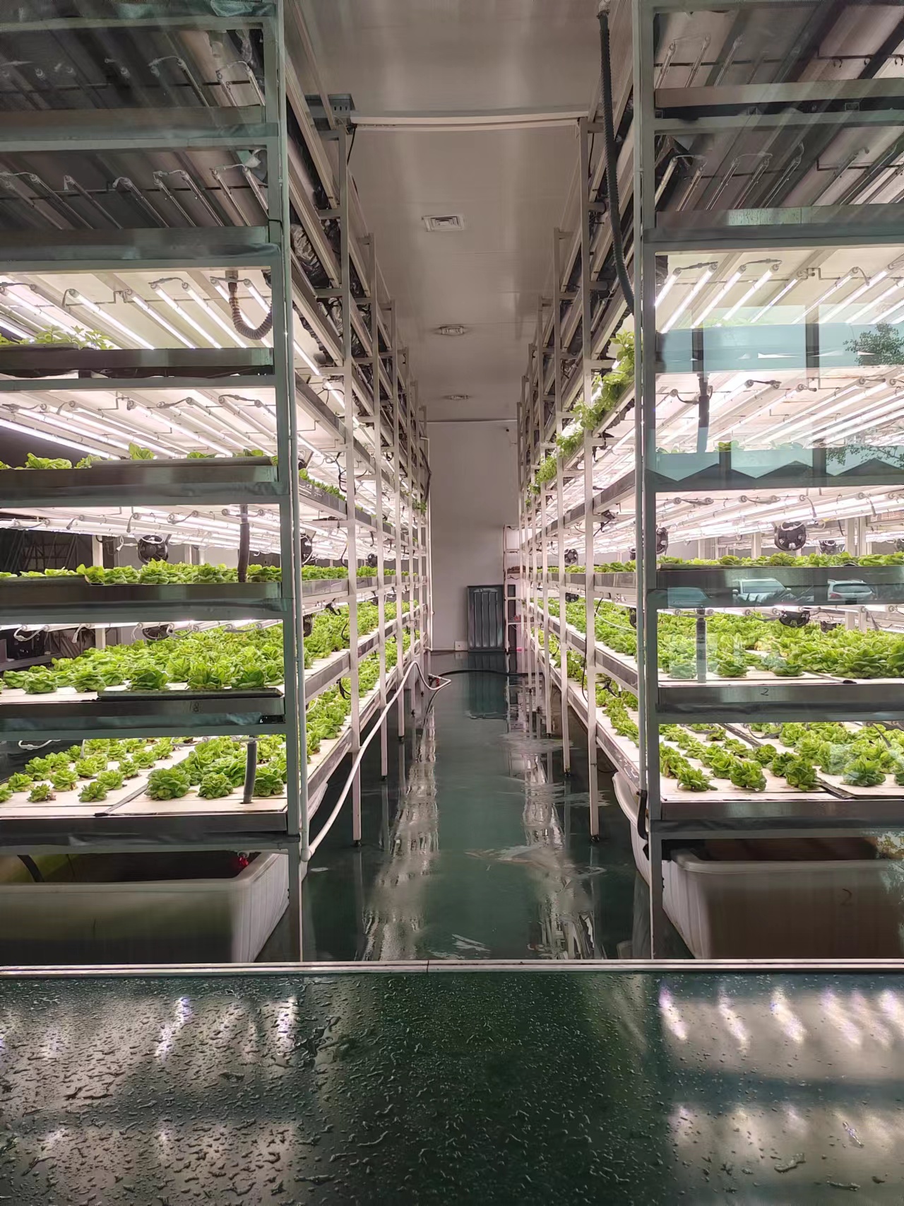 plant tissue culture room