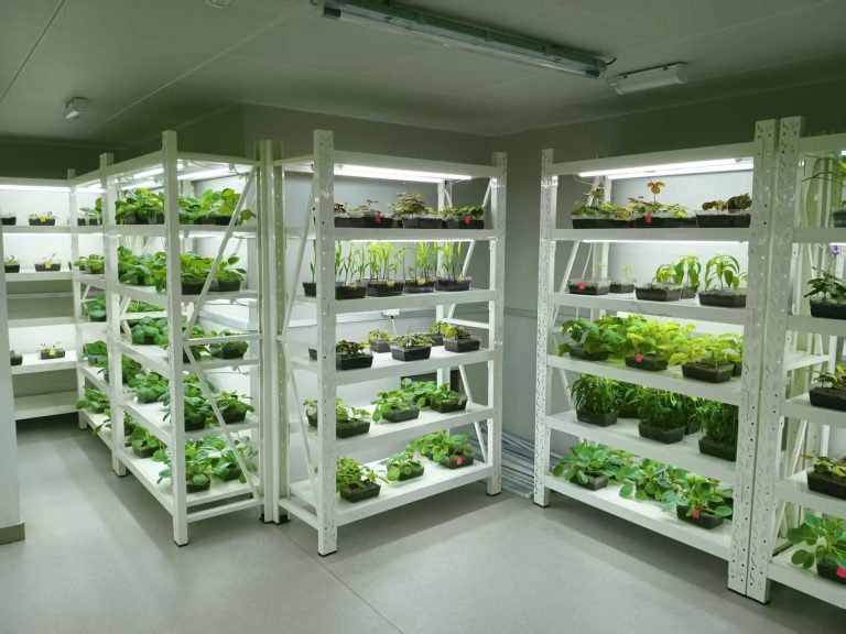 vernalization cold treatment room