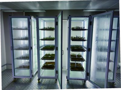 Specialized applications for seed germination testing, vigor assessment, and early growth evaluation, ensuring accurate and repeatable seed quality analysis under stable conditions.