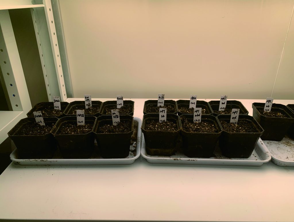 Controlled environments optimized for accelerated breeding cycles, genetic improvement, and trait evaluation, enabling faster generation turnover and consistent experimental outcomes.