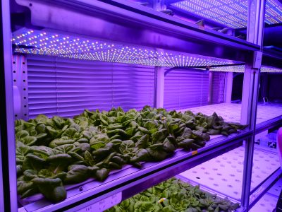 Research applications focused on abiotic and biotic stress simulation, including drought, salinity, temperature extremes, and pest or disease stress under controlled environments.